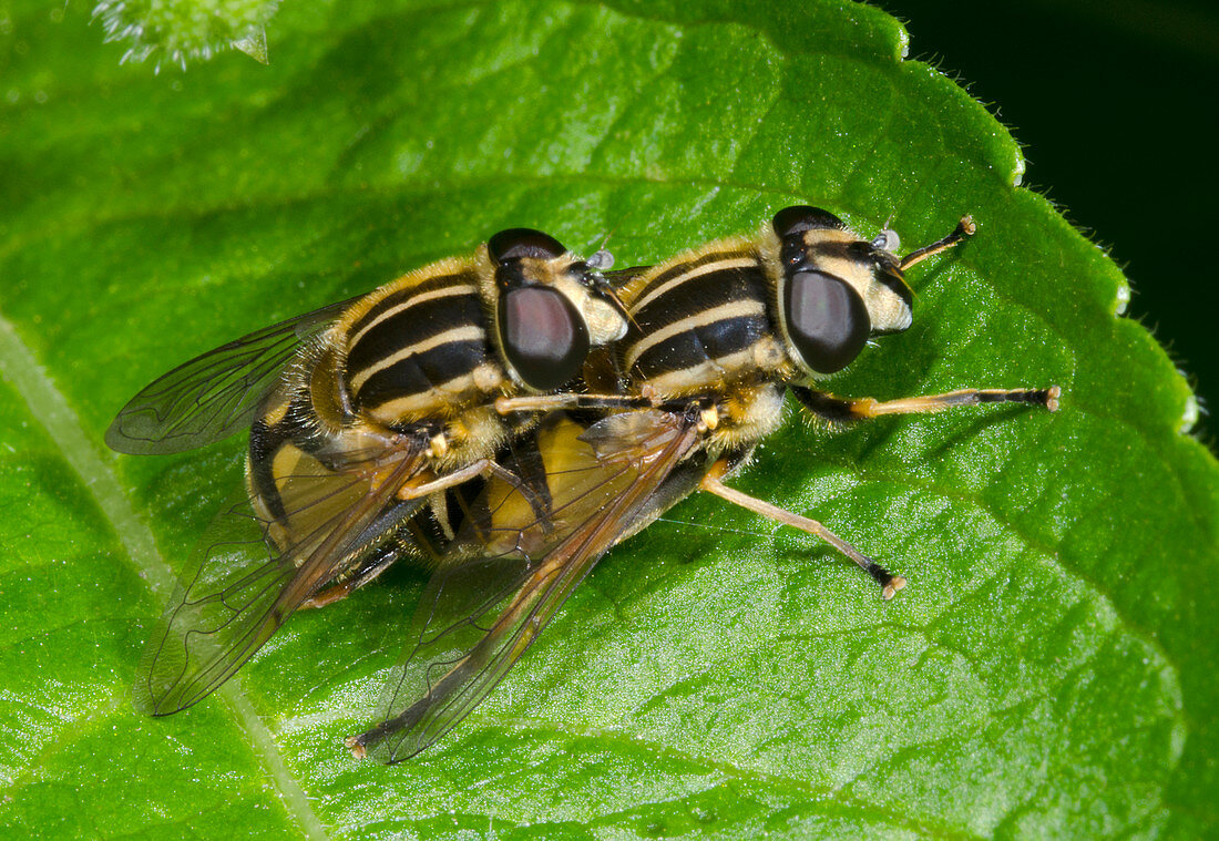Common tiger hoverflies mating