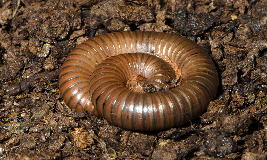 Giant African millipede