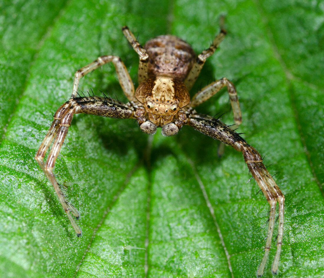 Common Crab spider