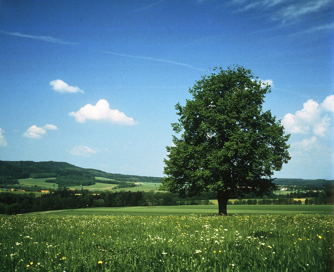 Lime tree in flowering meadow in Northern Bavaria