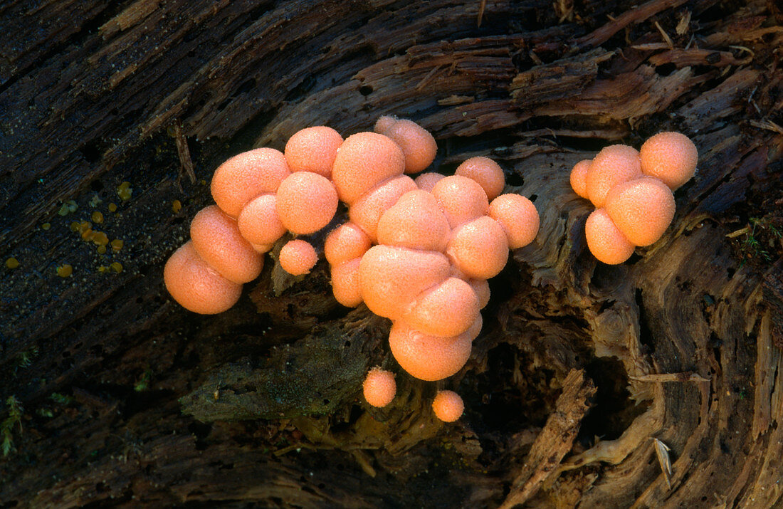 Wolf's milk slime mould