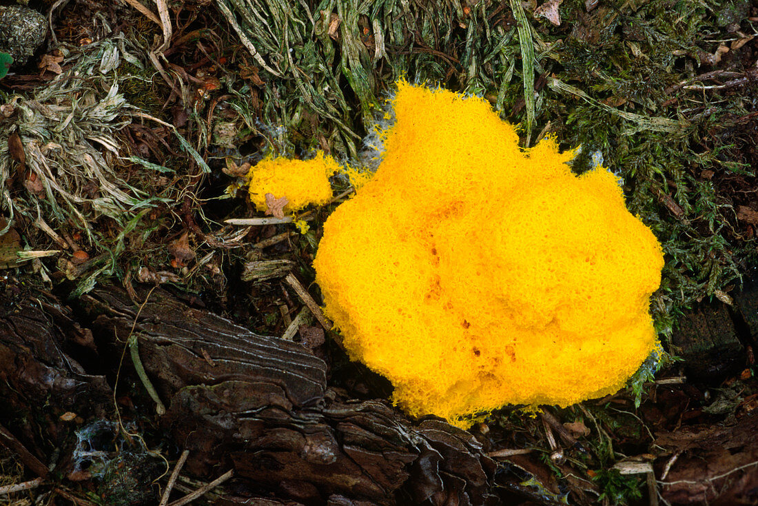 Flowers of tan slime mould