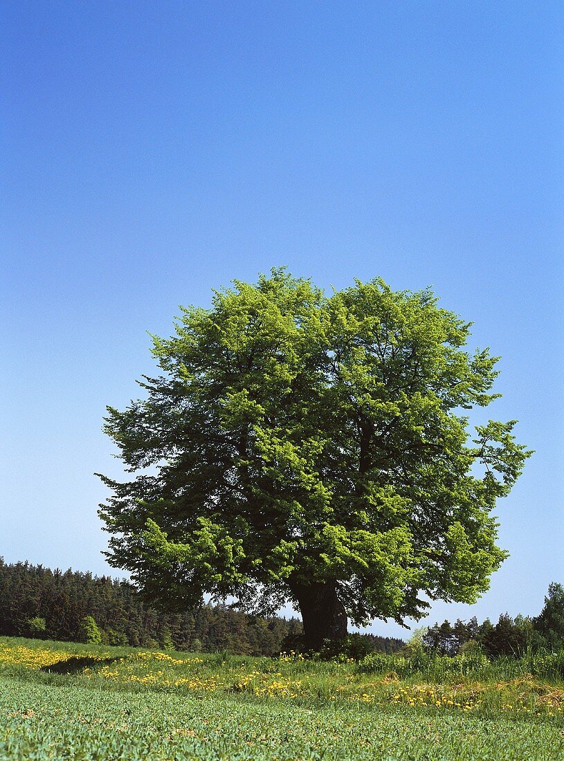Lime tree in a meadow