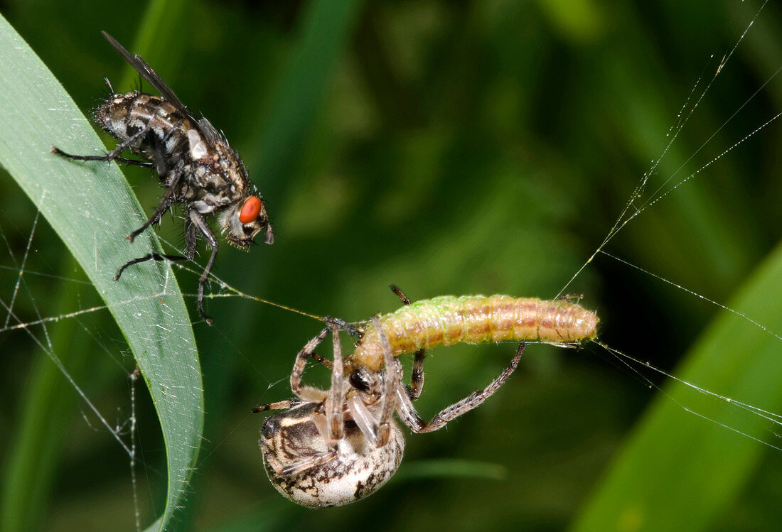 Foliate spider with prey and Flesh fly
