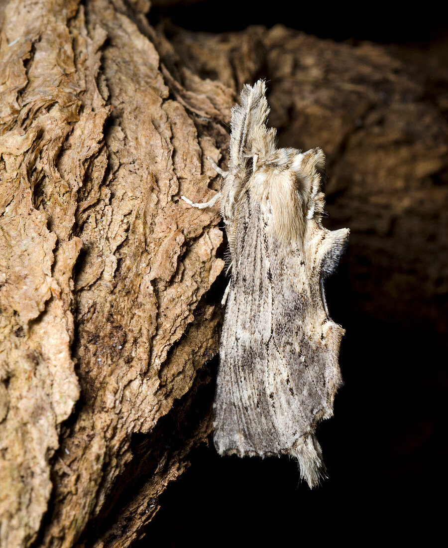Pale prominent moth