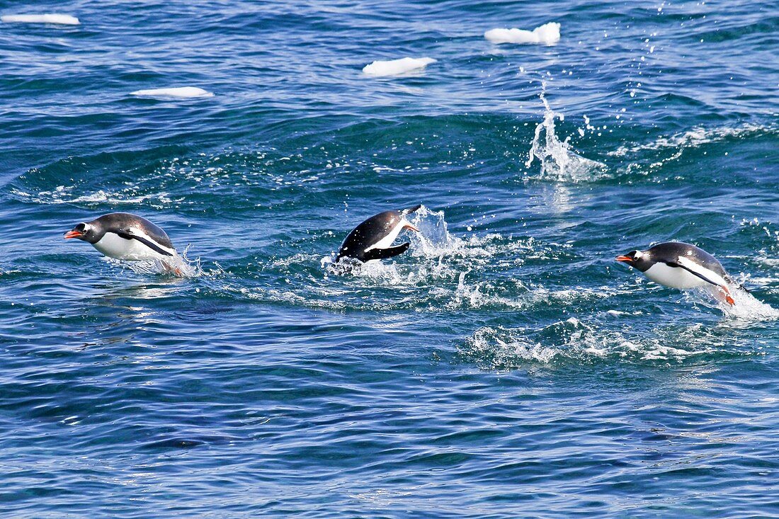 Gentoo penguins (Pygoscelis papua)