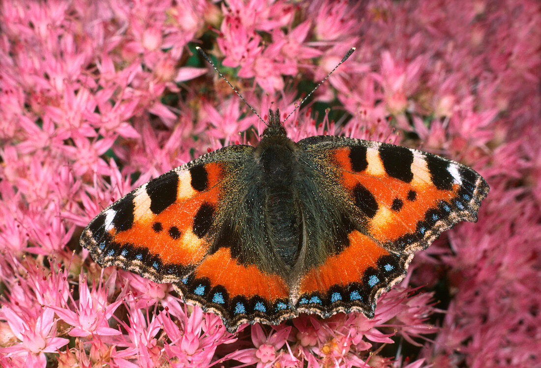 Small tortoiseshell butterfly