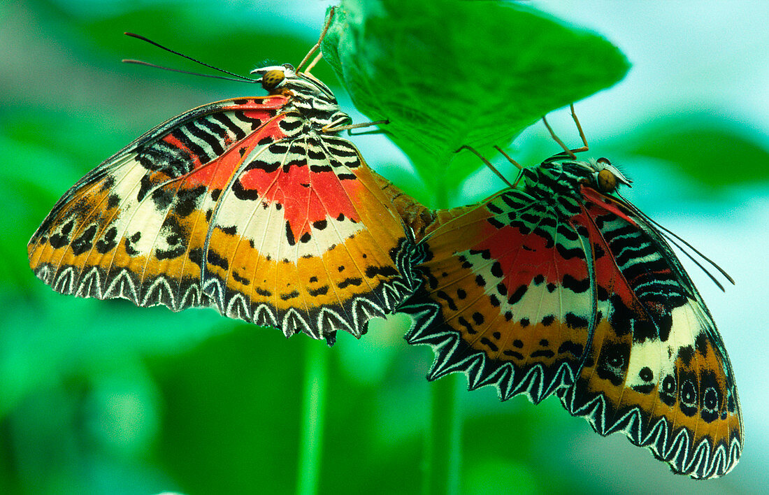 Red lacewing butterflies mating