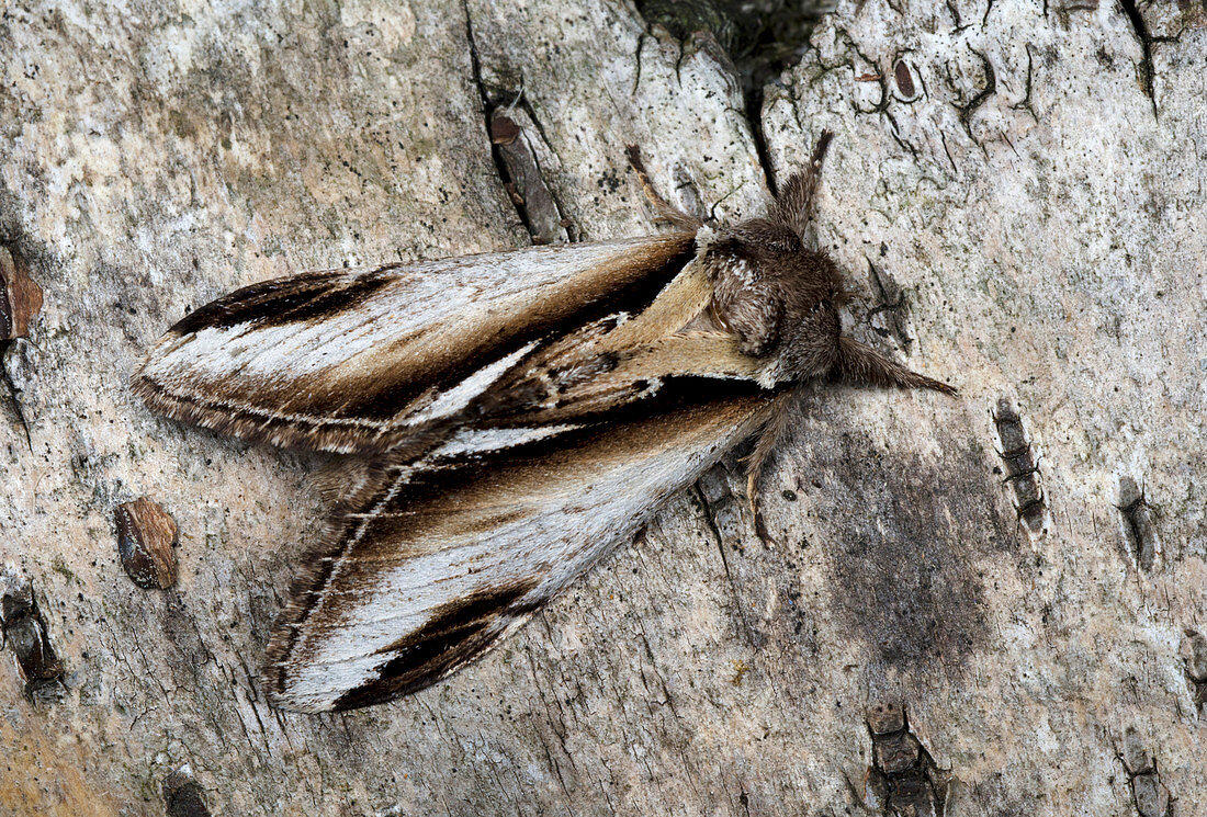 Lesser swallow prominent moth