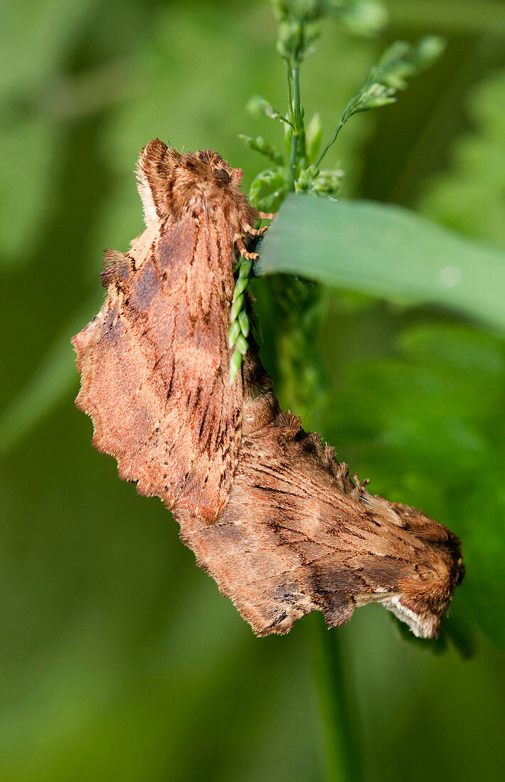 Coxcomb prominent moths mating
