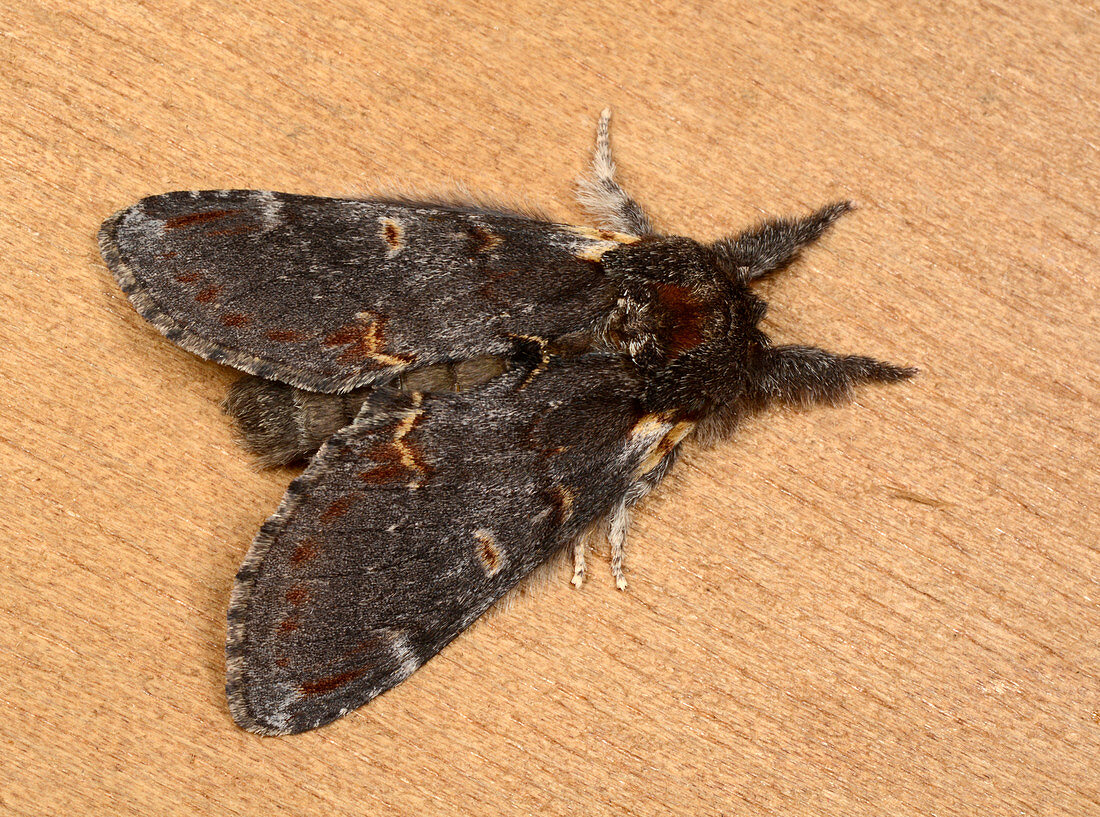 Iron prominent moth