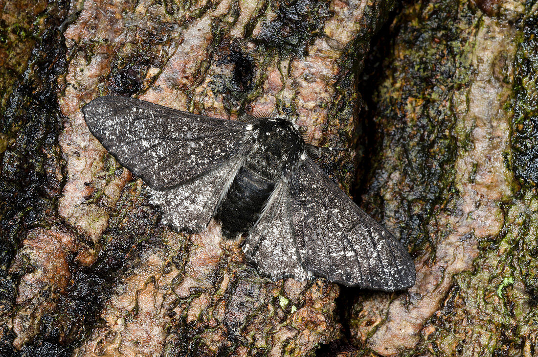 Peppered moth,dark form