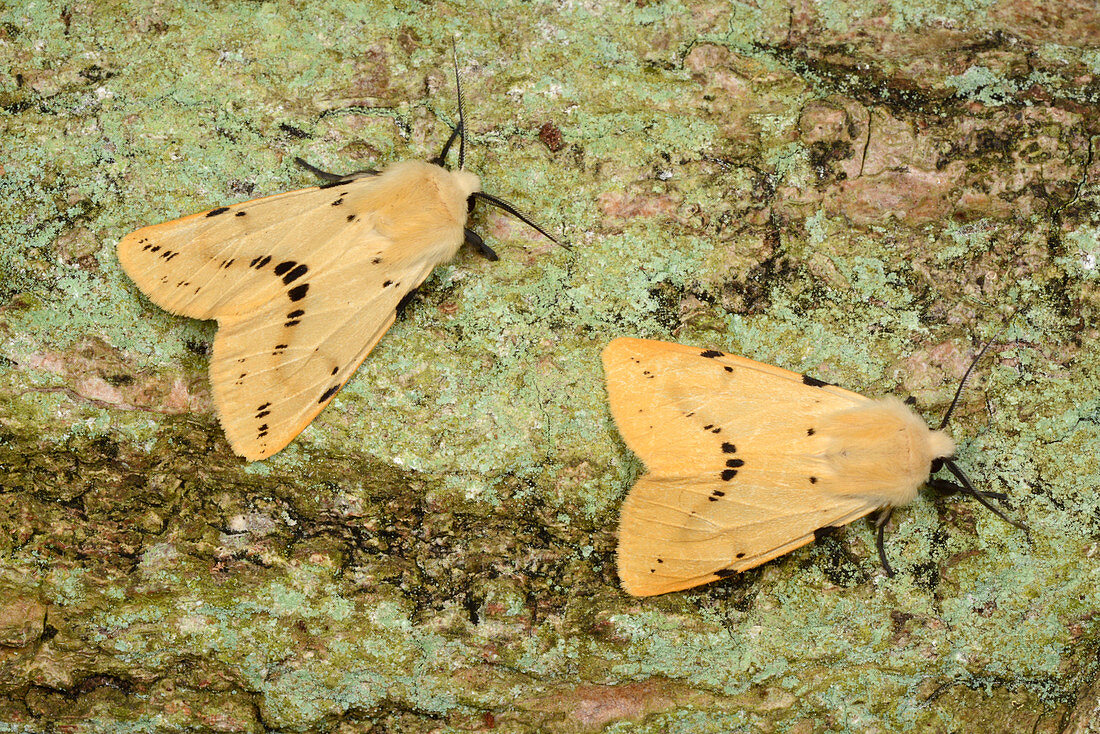 Buff ermine moths