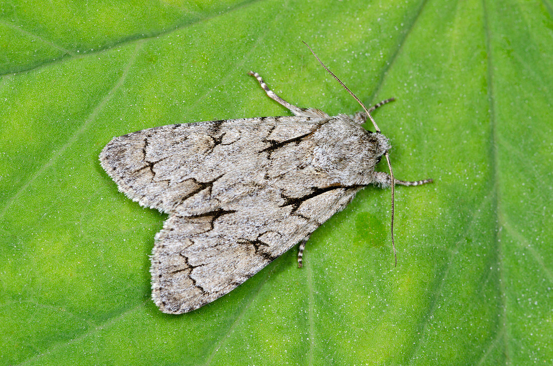Grey dagger moth