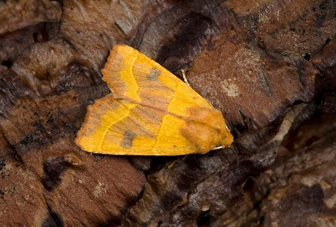 Centre-barred sallow moth
