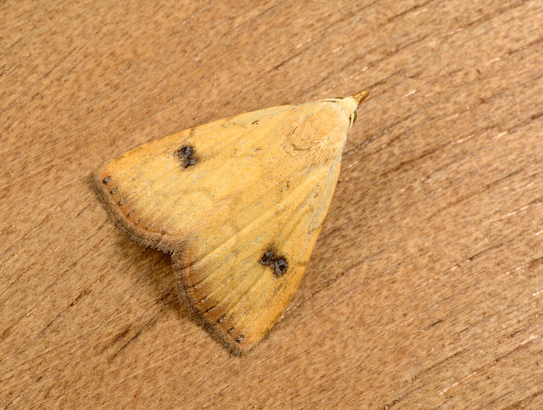 Straw dot moth