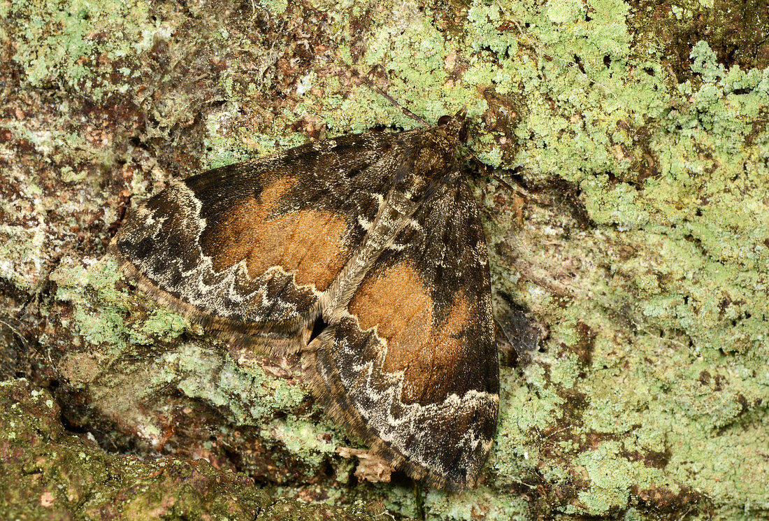 Common marbled carpet moth