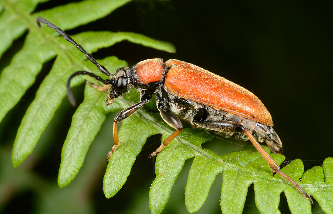 Red longhorn beetle