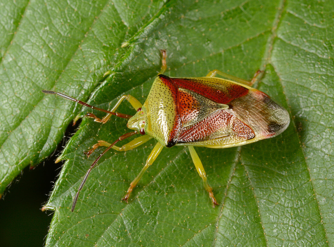 Birch shield bug