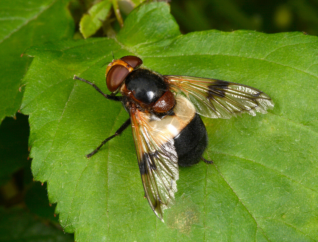 Great pied hoverfly