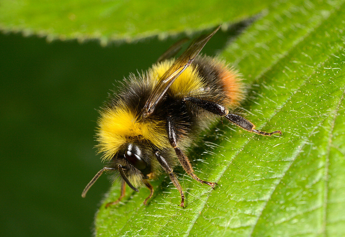 Early bumblebee on a leaf