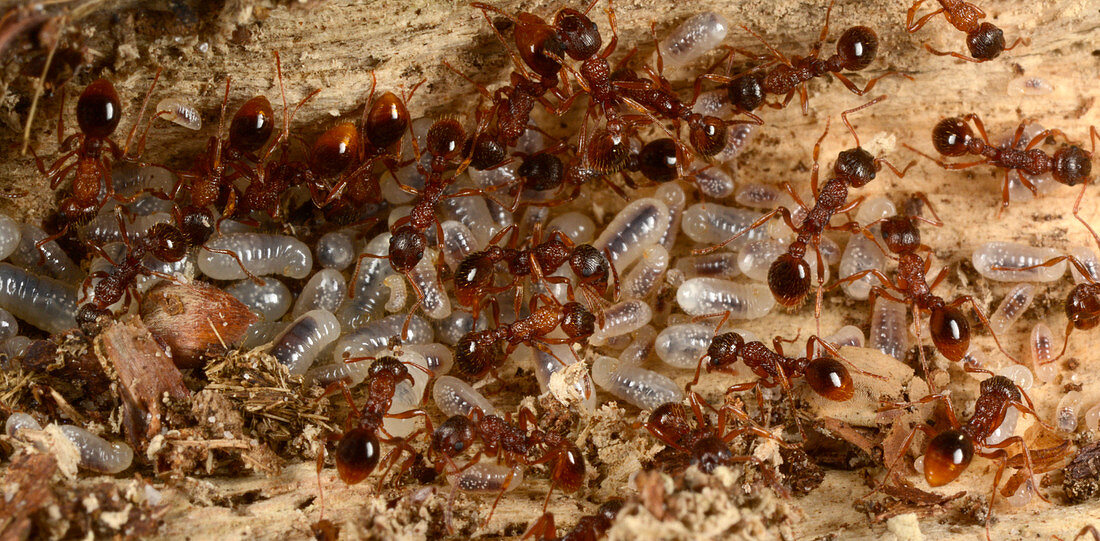 Red ants with larvae