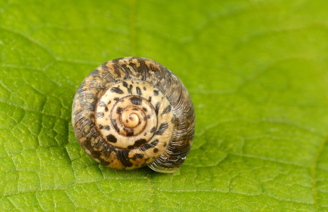Rounded snail