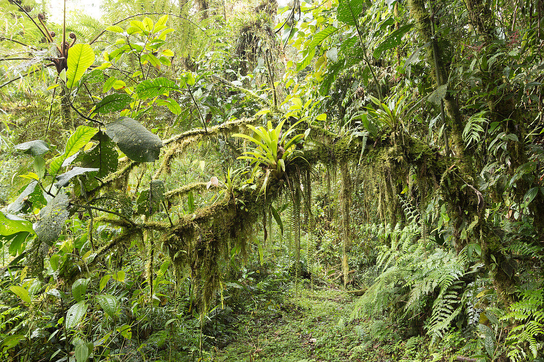 Amazonian cloud forest