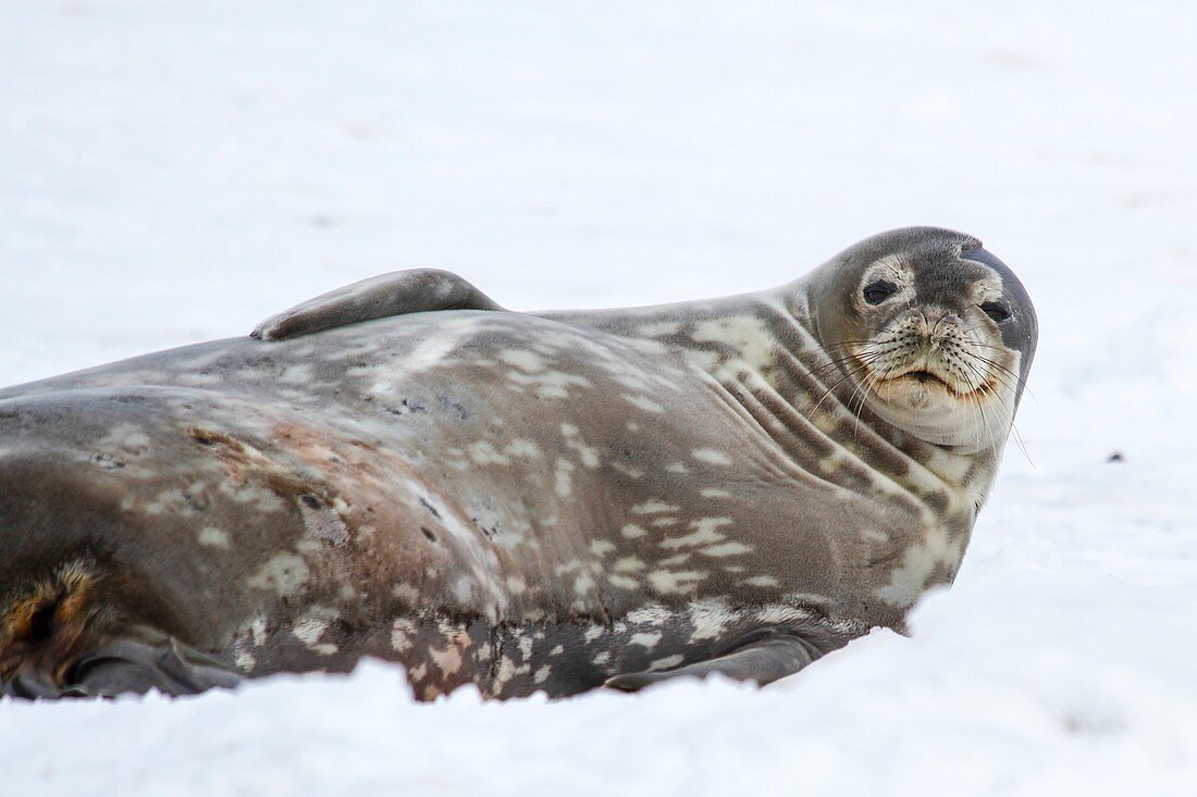 Weddell seals (Leptonychotes weddellii)