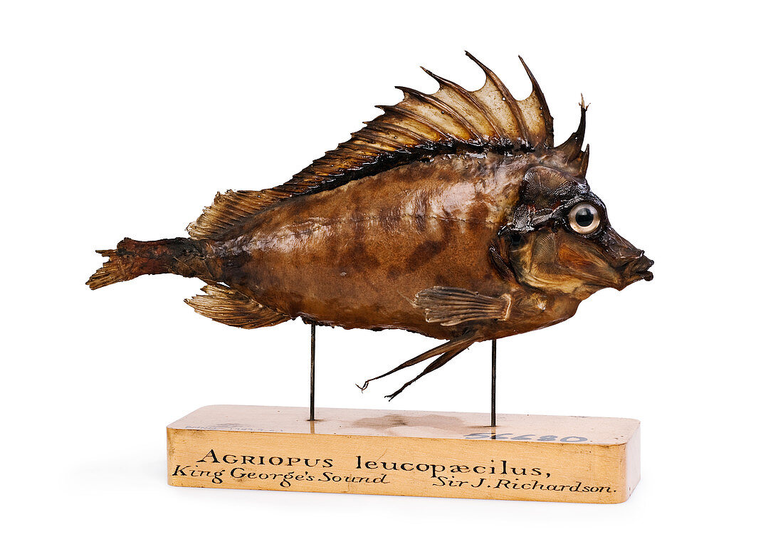 Congiopodus leucopaecilus fish