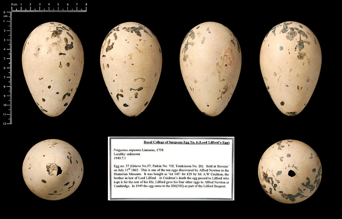 Lord Lilford's great auk egg