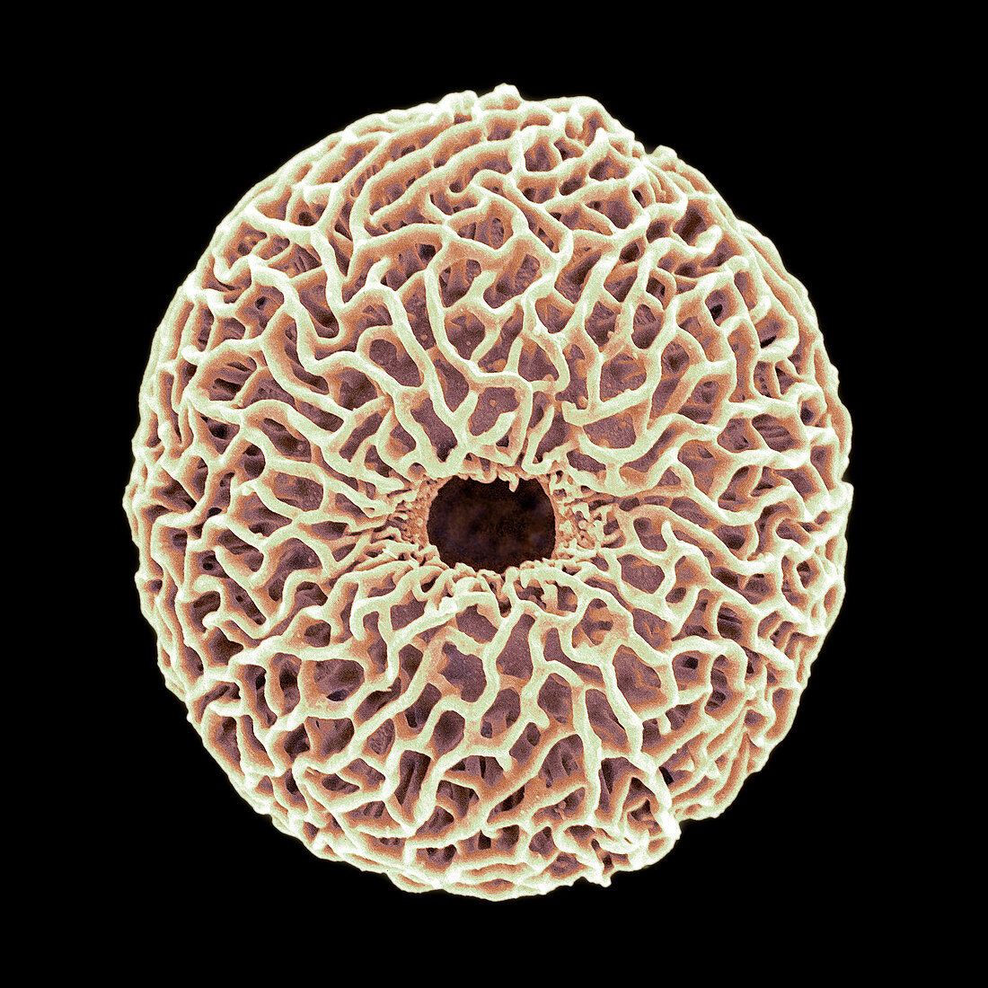 Pollen grain,SEM