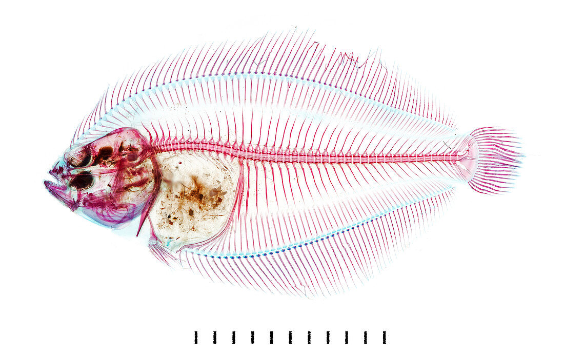 Juvenile Pleuronectid flatfish