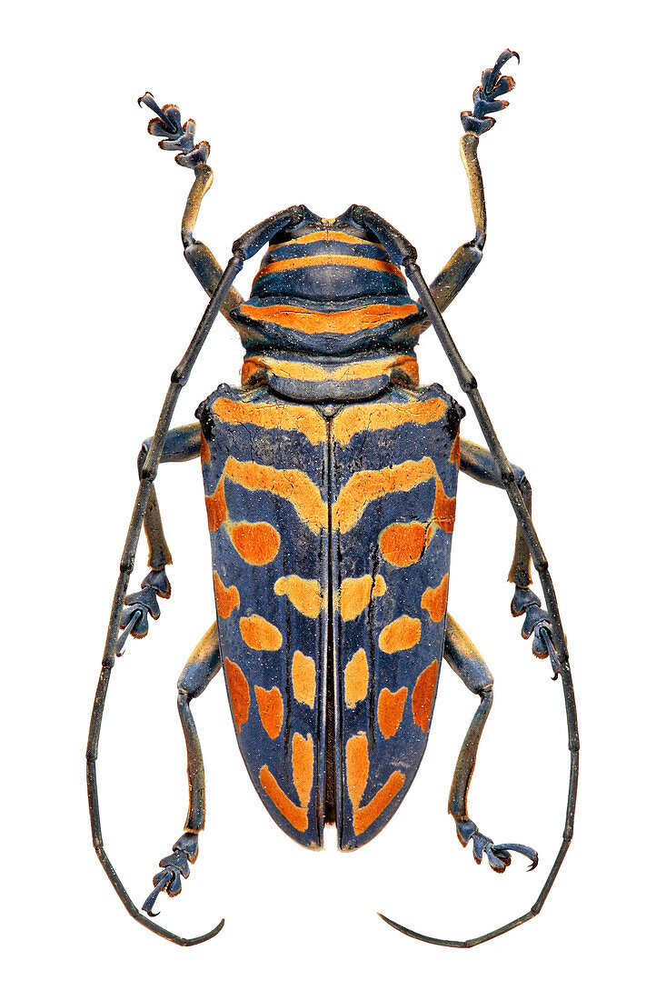 African longhorn beetle