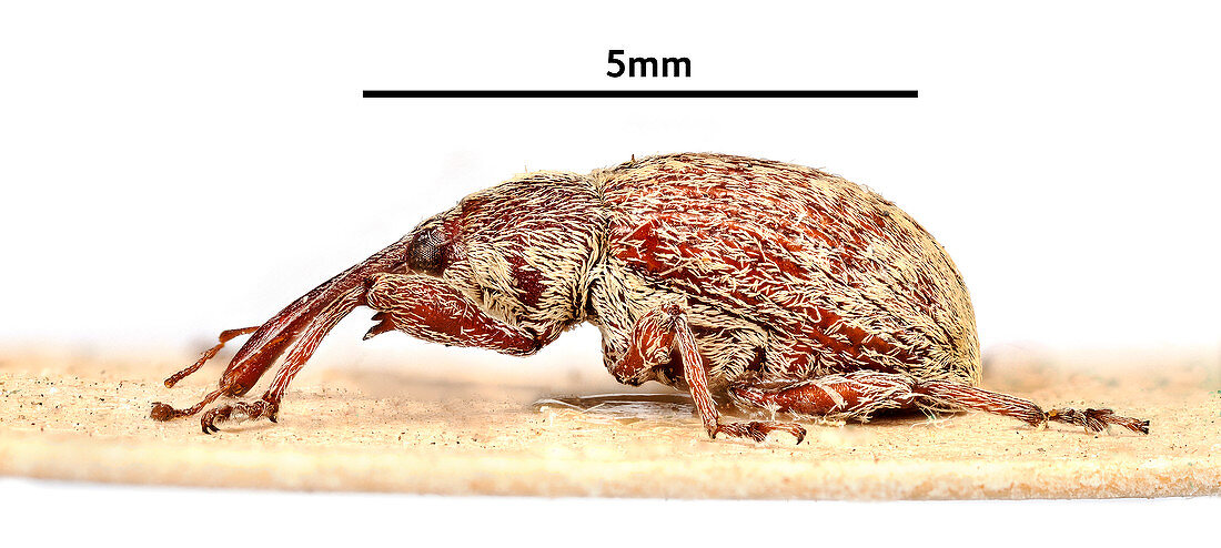 Cotton Boll Weevil