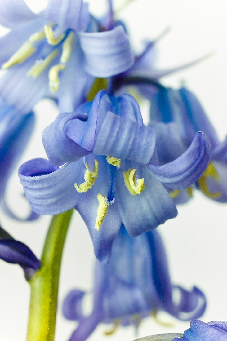 Flower of the English bluebell