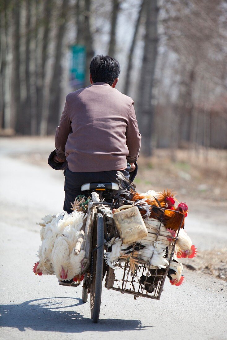 Man and chickens on a bike,China