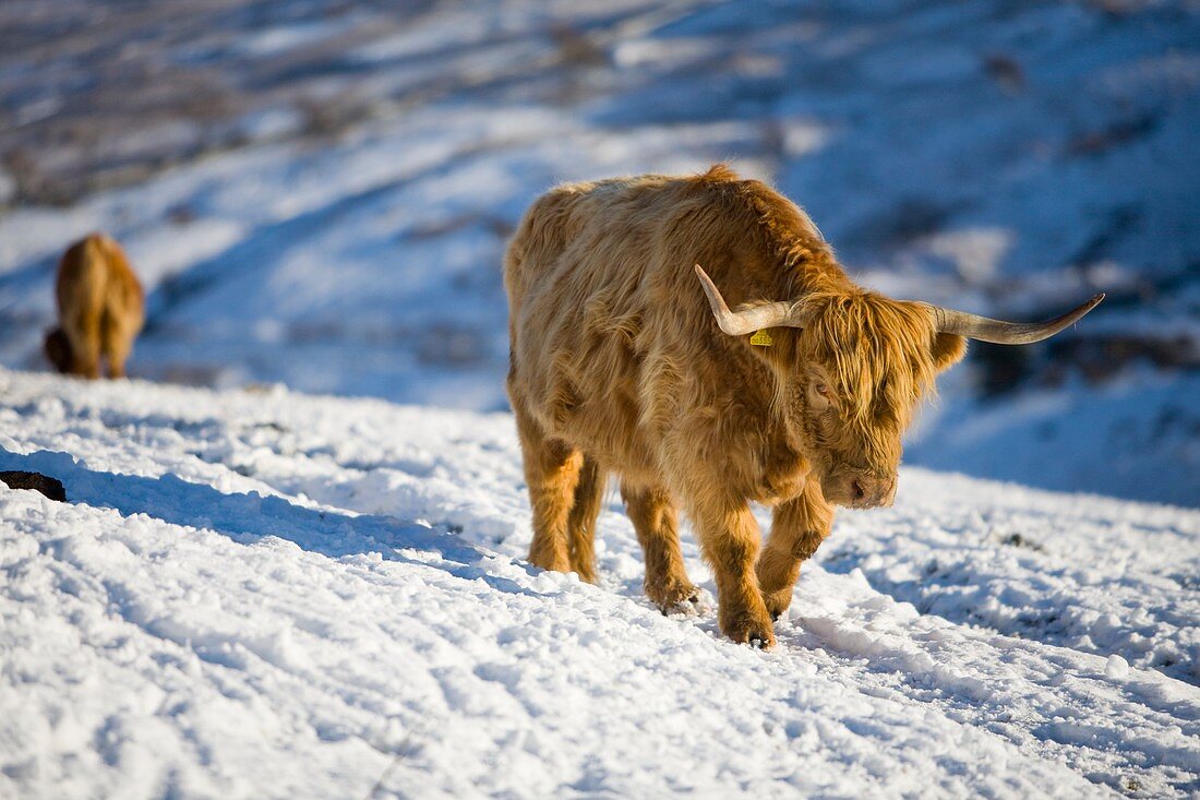 Highland cattle on Kirkstone Pass