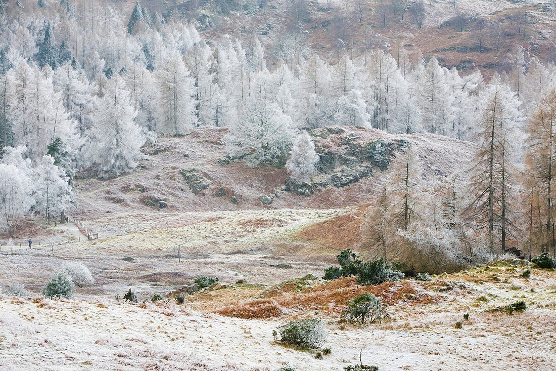 Hoar frost on vegetation