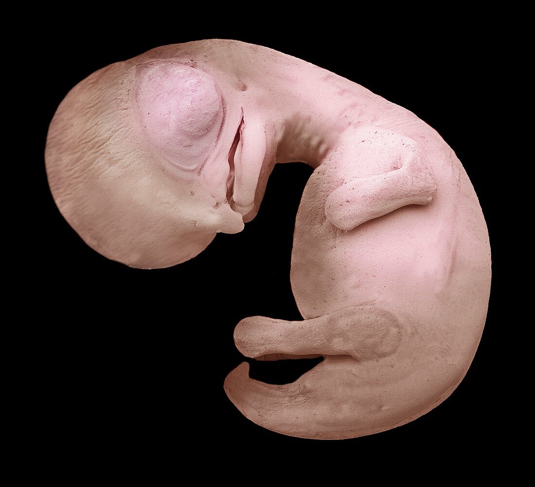 Penguin foetus,SEM