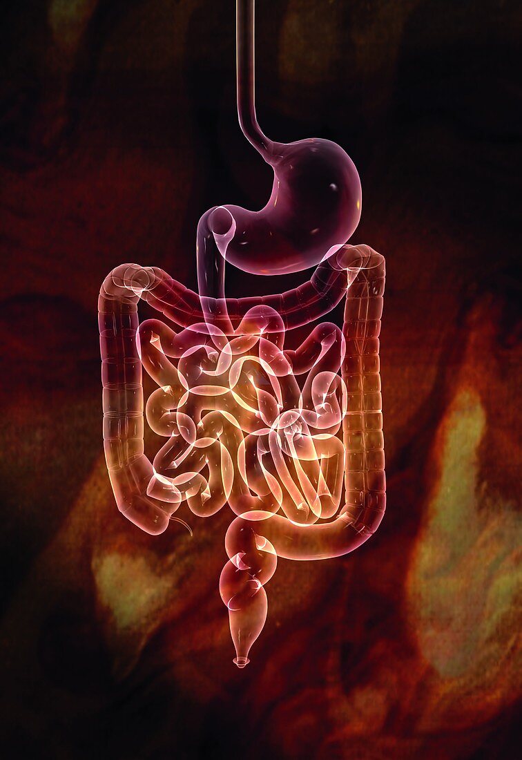 Gastrointestinal system,illustration