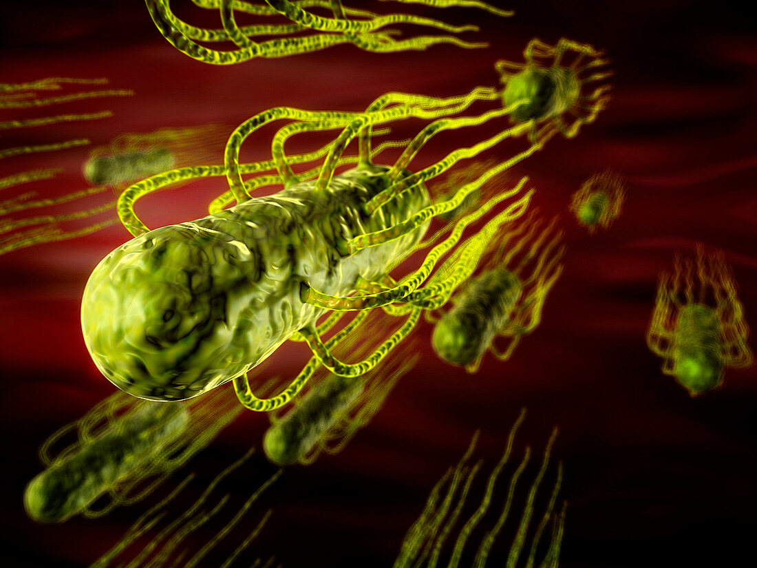Salmonella bacteria,illustration