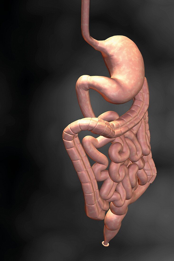 Gastrointestinal system,illustration