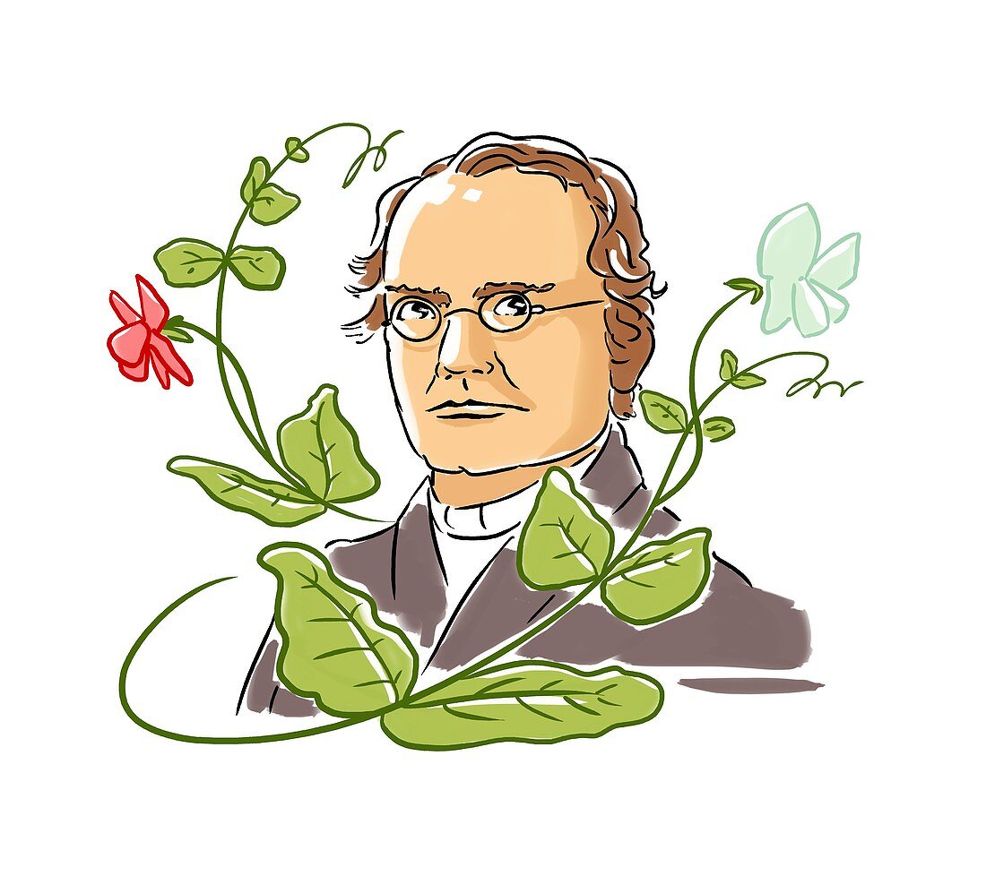 Gregor Mendel,Austrian botanist