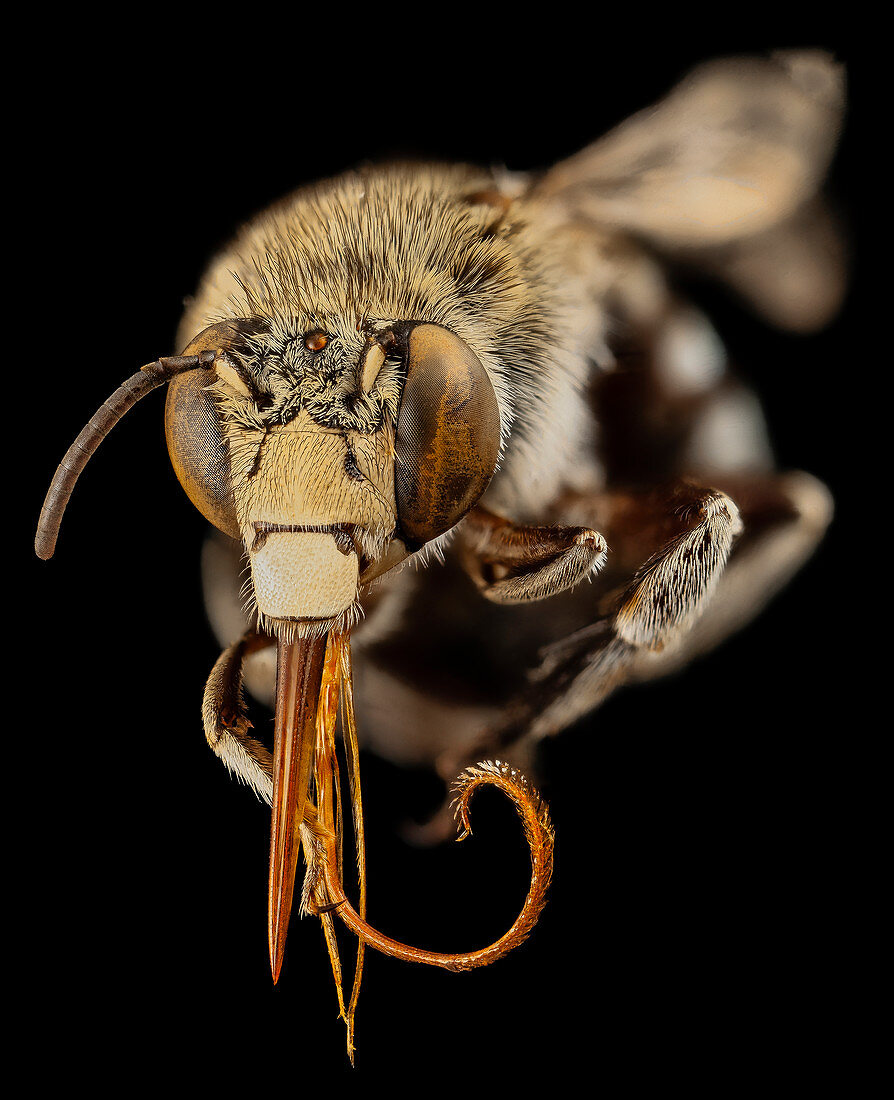 Head of a blue banded bee