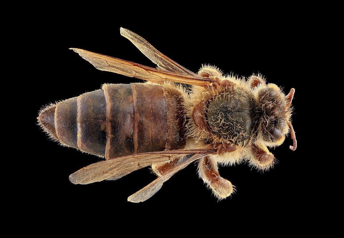 Queen honeybee