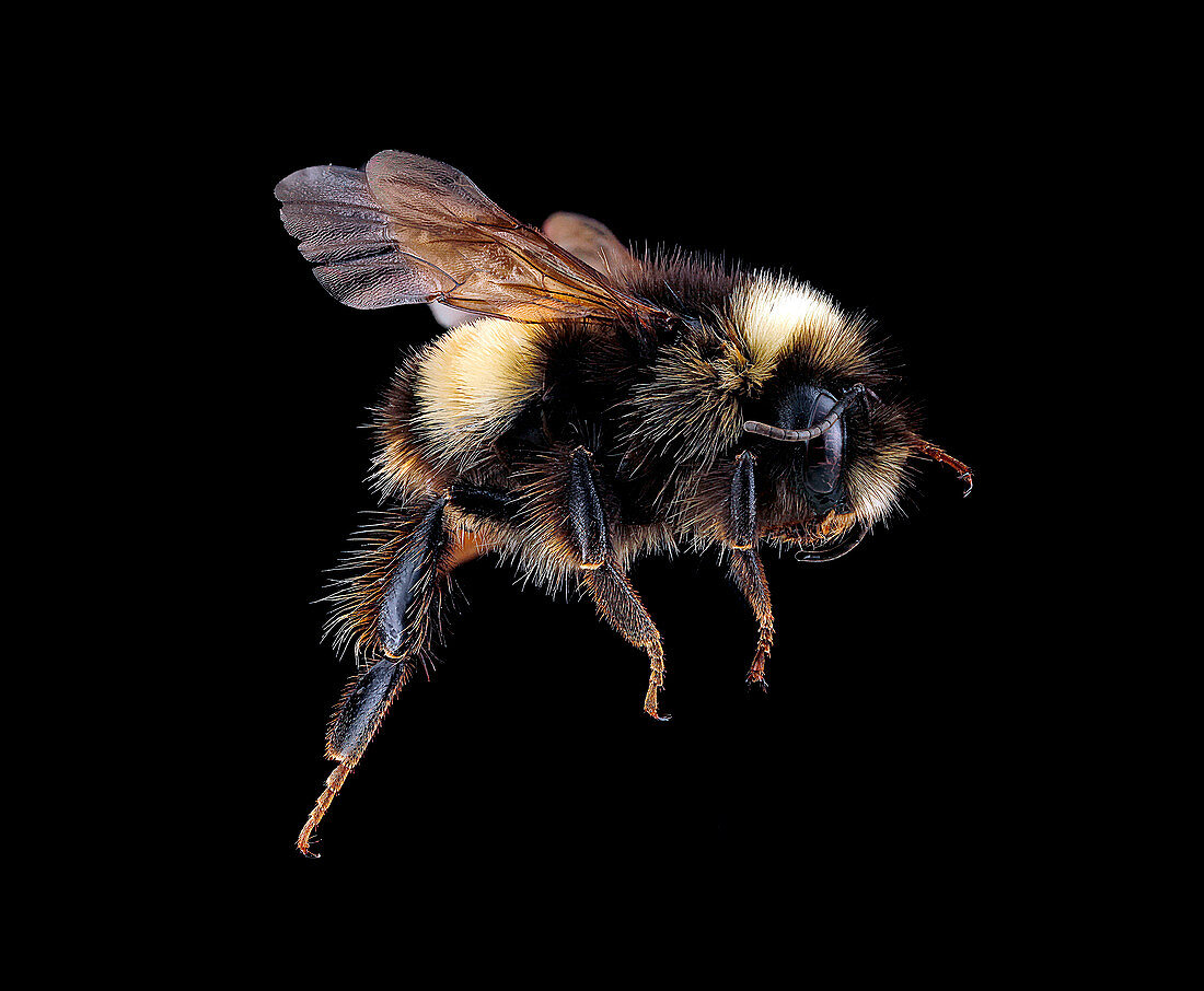 Yellow-banded bumblebee