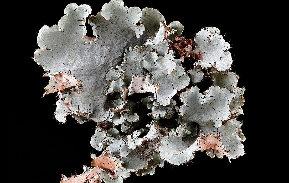 Lichen (Canomaculina sp.)