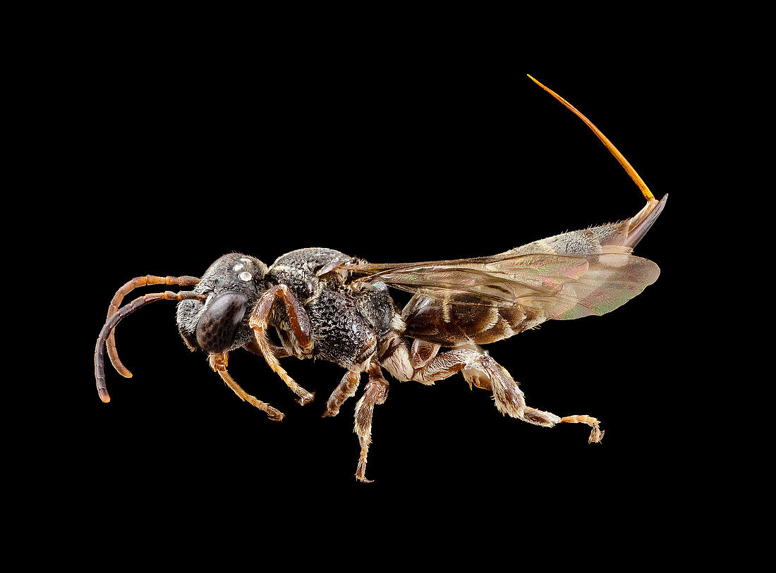 Parasitic bee