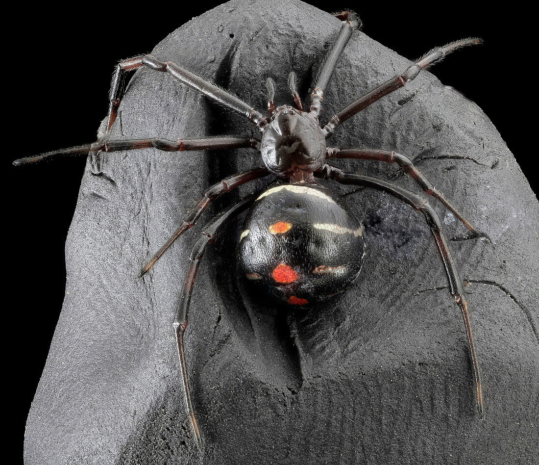 Northern black widow spider
